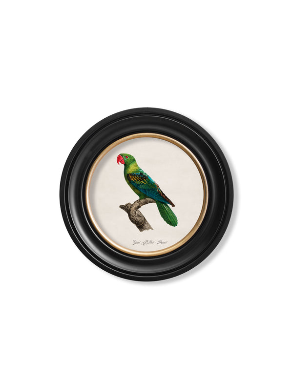 C.1800's Collection of Parrots in Round Frames 1