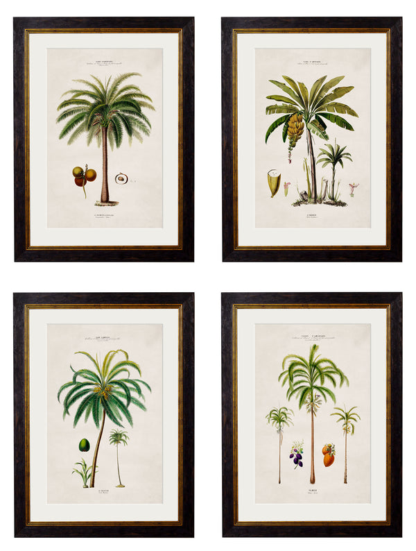 c.1843 Studies of South American Palm Trees