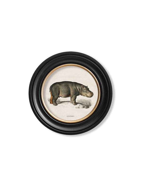 c.1846 Rhino & Hippo - Round Frames