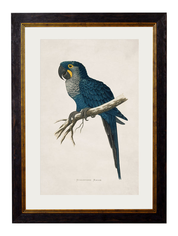 c.1884 Macaws