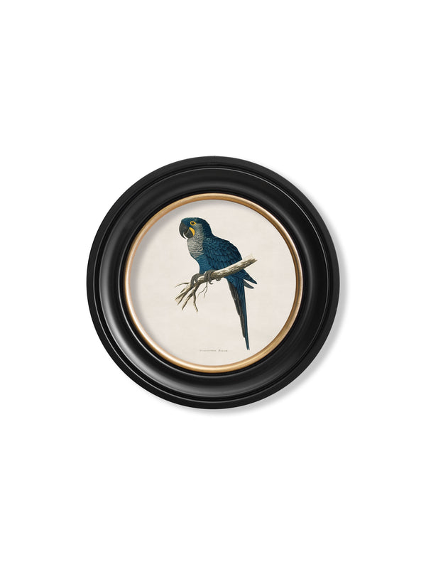 C.1884 Collection of Macaws in Round Frames