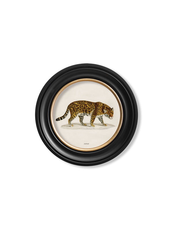 c.1836 Jaguar - Round Frame