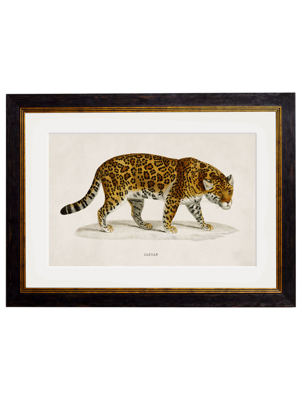 c.1836 Jaguar