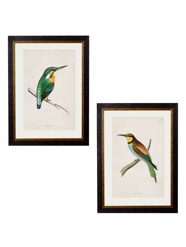 c.1870 Kingfisher & Bee Eater