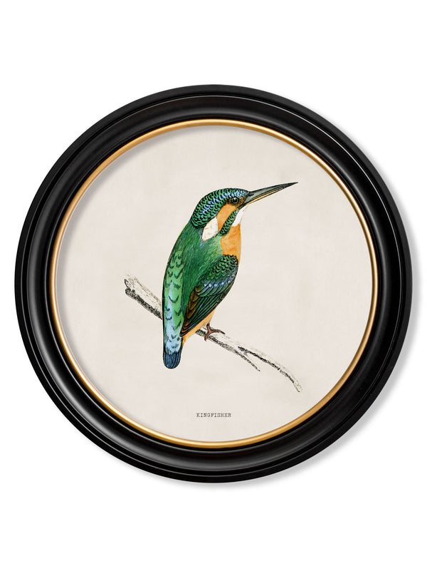 c.1870 Kingfisher and Bee Eater