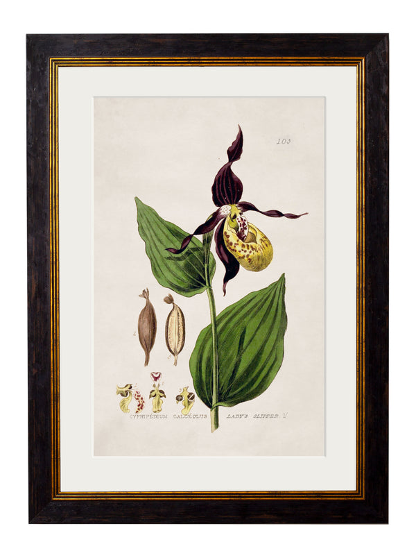 c.1837 British Flowering Plants