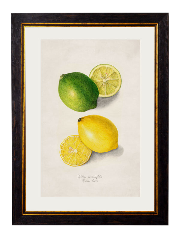 c.1886 Study of Citrus Fruit