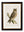 c.1870 British Owls
