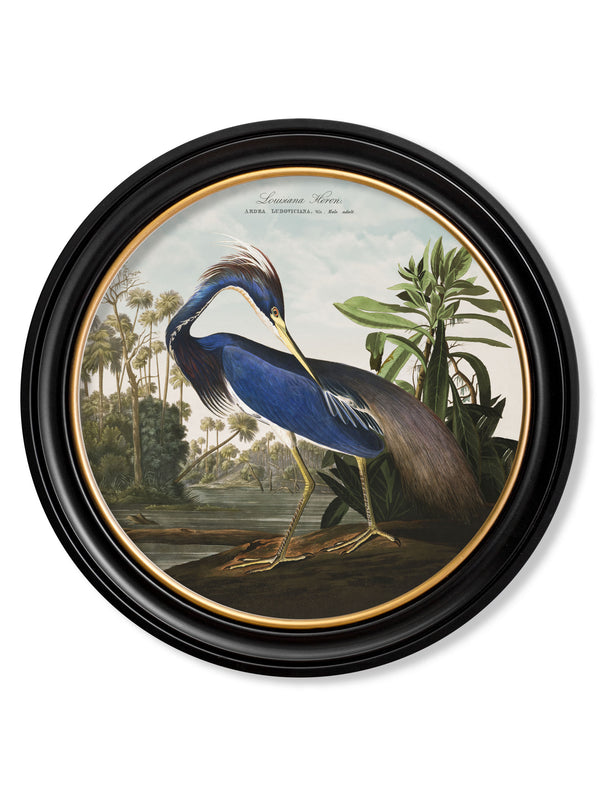 c.1838 Audubon's Herons in Round Frames