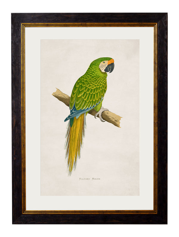 c.1884 Macaws
