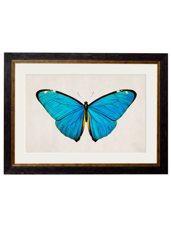 c.1836 Tropical Butterflies