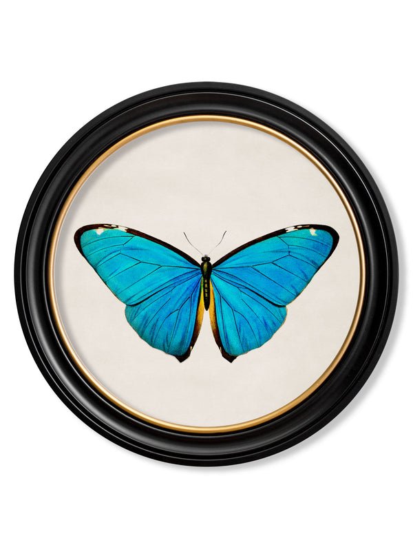 c.1836 Tropical Butterflies - Round Frames