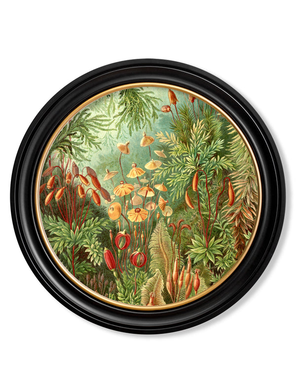 c.1904 Haeckel Flora and Fauna - Round Frames