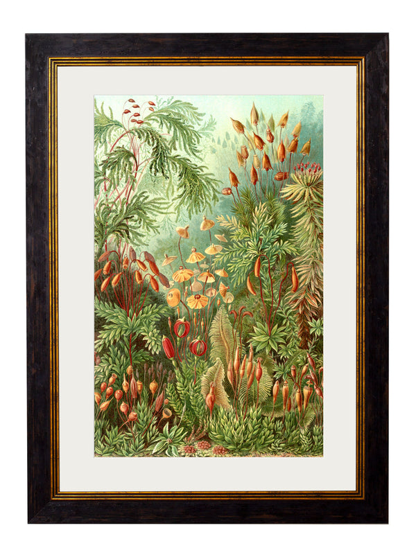 c.1904 Haeckel Flora