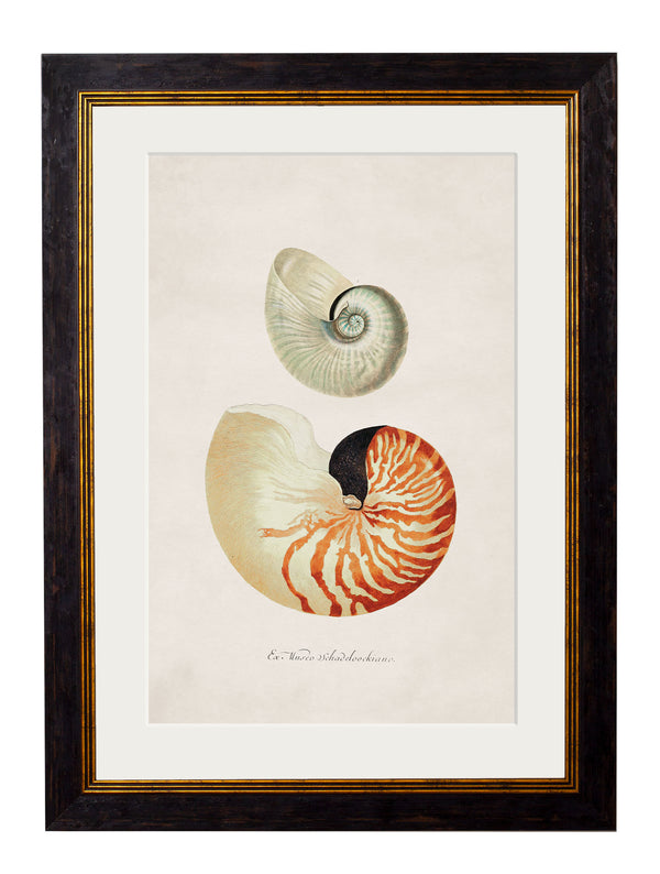 c.1848 Studies of Shells