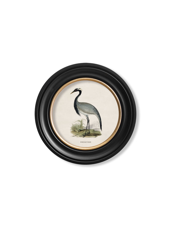 c.1870 Wading Birds in Round Frames