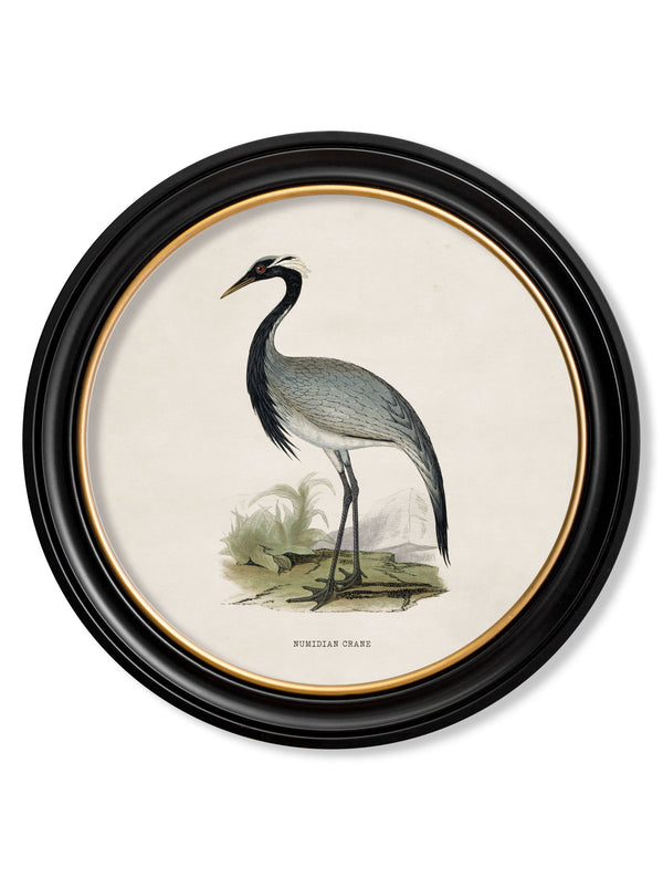 c.1870 Wading Birds in Round Frames