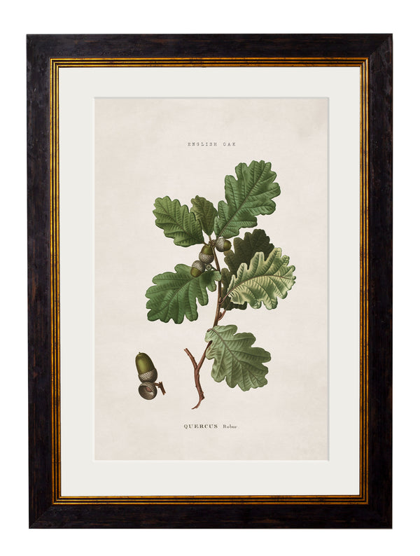 c.1819 Study of British Leaves and Pinecones