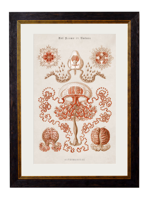 c.1904 Haeckel Marine Animals