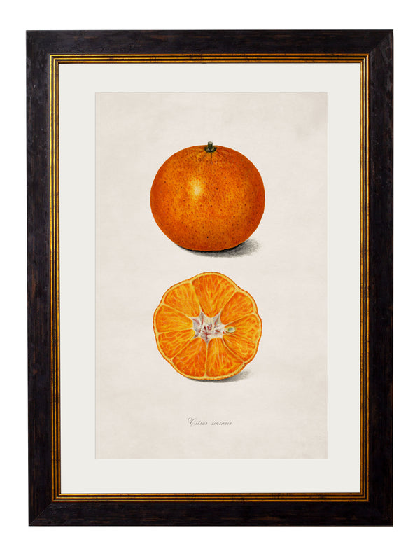 c.1886 Study of Citrus Fruit