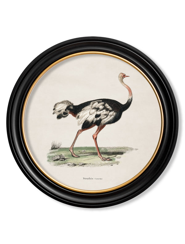 c.1846 Ostrich - Round Frame