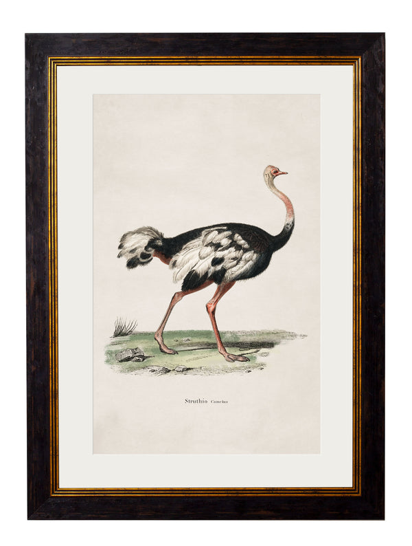 c.1846 Ostrich