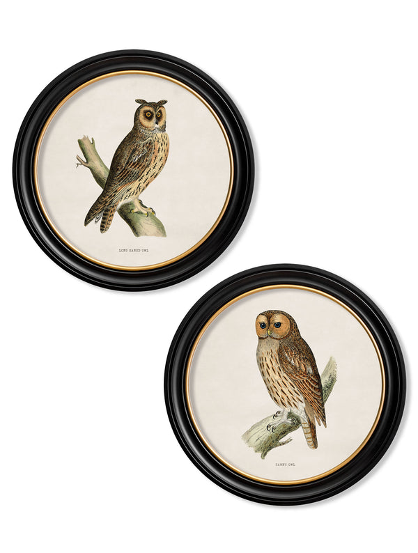 c.1870 British owls in Round Frames