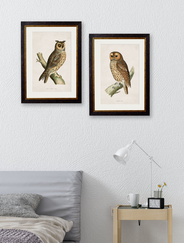 c.1870 British Owls
