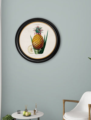 c.1843 Pineapple Plant - Round Frame - The Weird & Wonderful