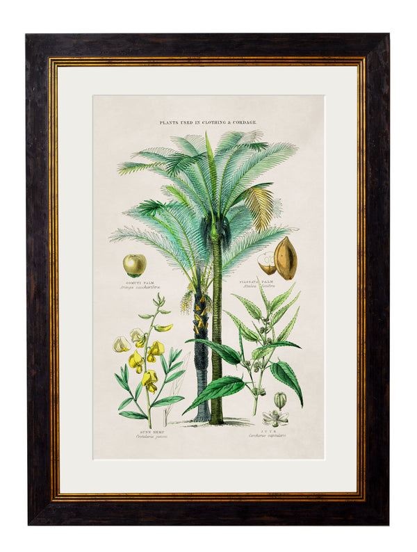 c.1877 Tropical Plants Used as Food and Clothing
