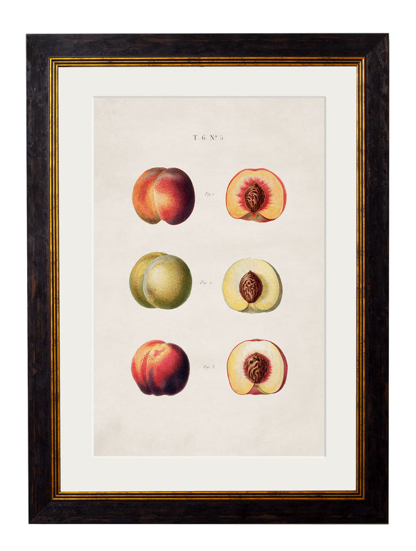 c.1819 Study of British Fruit