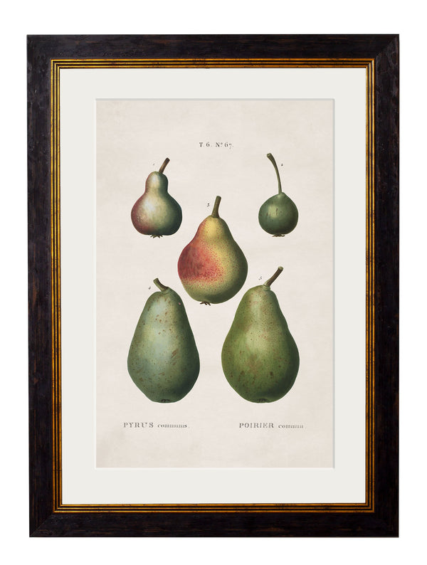 c.1819 Study of European Pears No.2 - The Weird & Wonderful