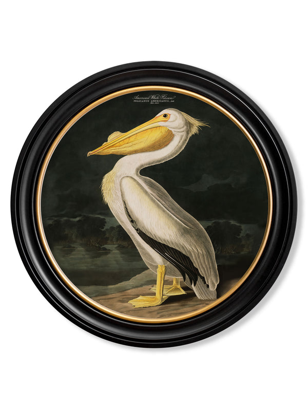 c.1838 Audubon's Birds of America in Round Frames