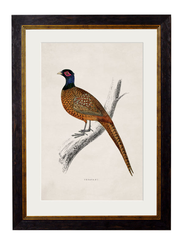c.1850's Pheasant - The Weird & Wonderful