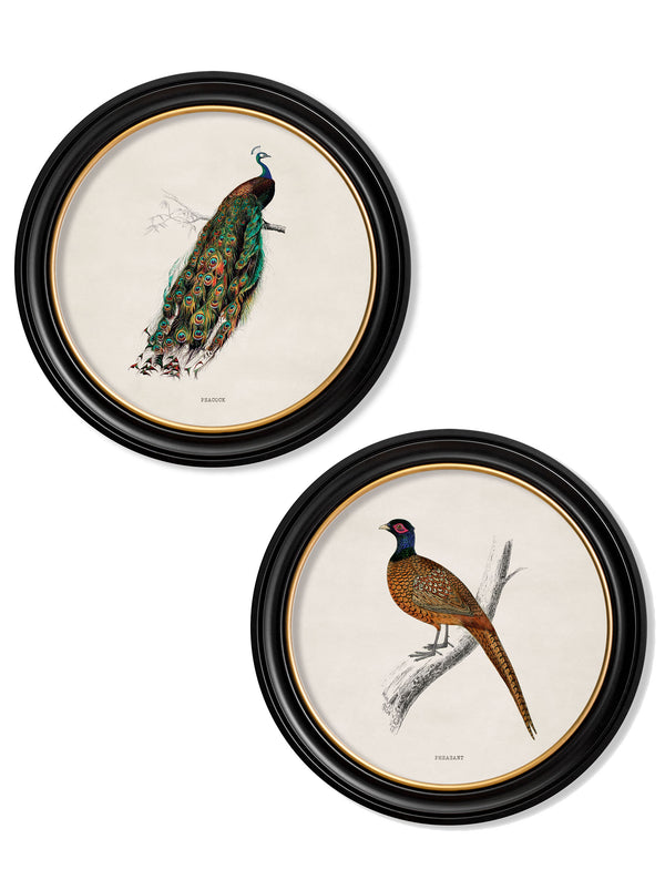 c.1809 British Birds in Round Frames