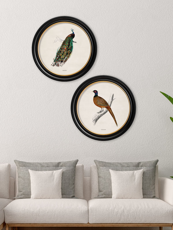 c.1809 British Birds in Round Frames