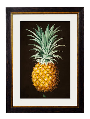 c.1812 Pineapple Study - The Weird & Wonderful