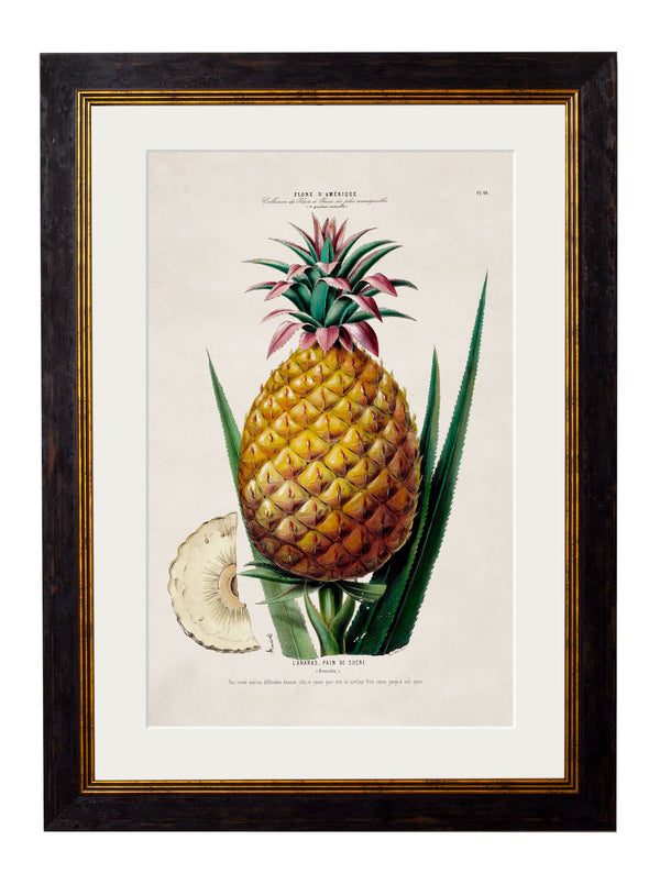 c.1843 Pineapple Plant - The Weird & Wonderful