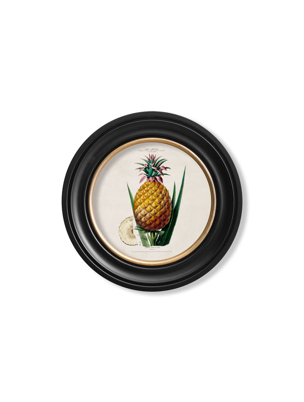 c.1843 Pineapple Plant - Round Frame