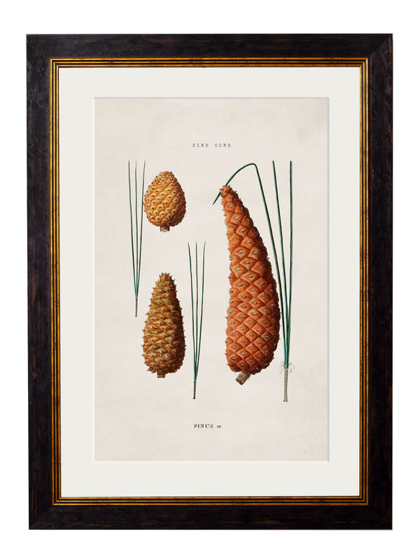 c.1819 Study of British Leaves and Pinecones
