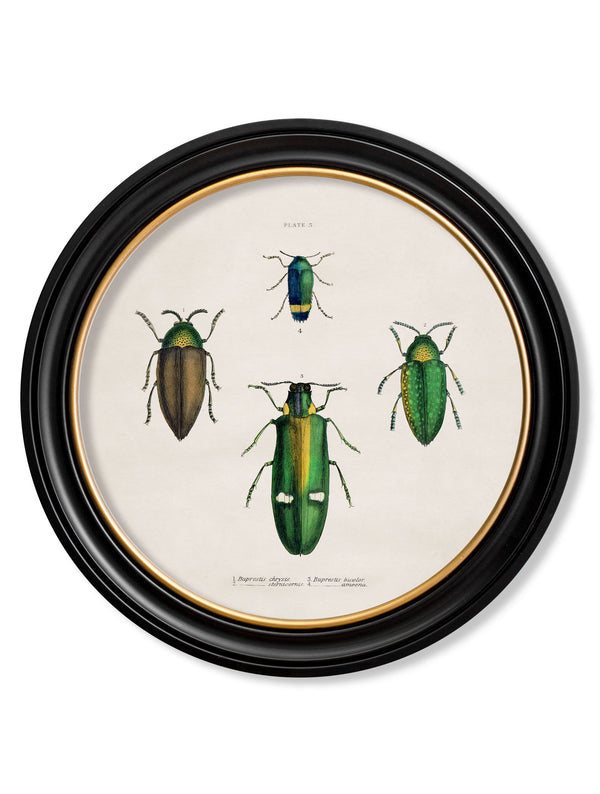 c.1836 Beetle Plates - Round Frame