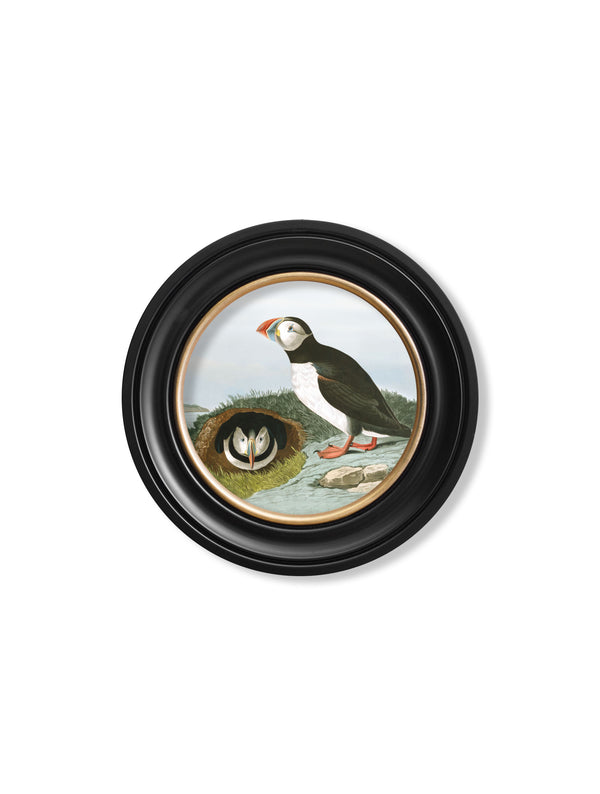 c.1838 Audubon's Puffins - Round Frame