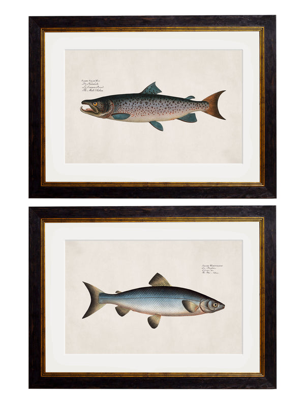 c.1785 Studies of Salmon