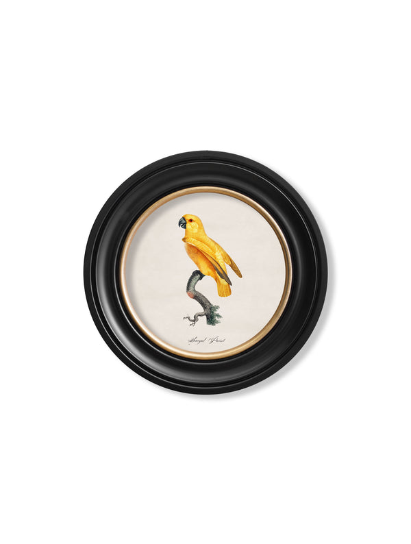 C.1800's Collection of Parrots in Round Frames 2