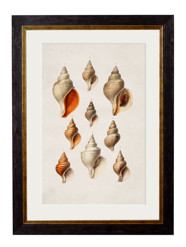 c.1848 Conch Shells - The Weird & Wonderful