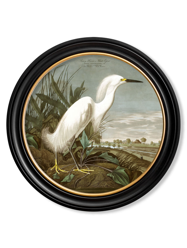 c.1838 Audubon's Herons in Round Frames