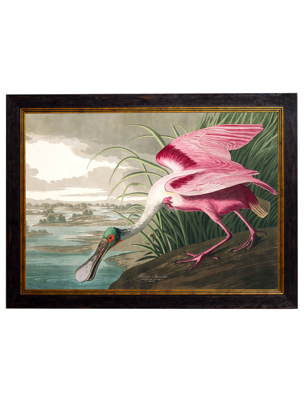 c.1838 Audubon's Birds of America