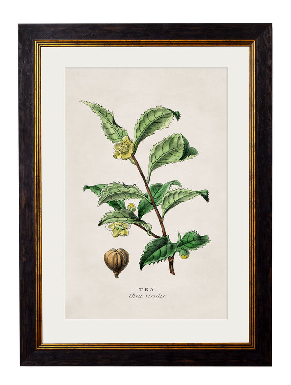 c.1877 Tea Plant - The Weird & Wonderful