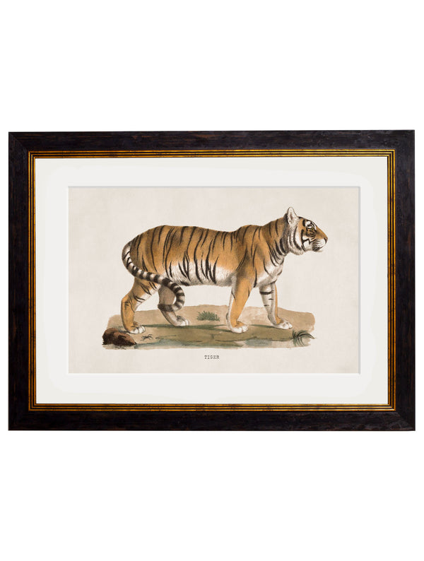 c.1824 Tiger
