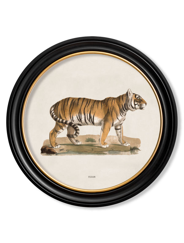 c.1824 Tiger - Round Frame